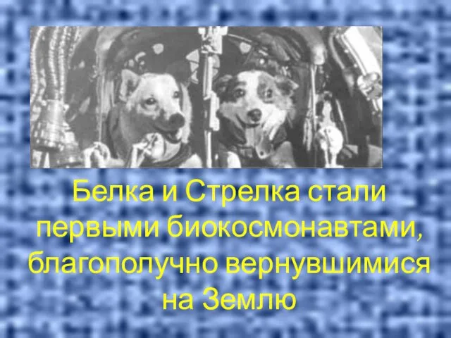 Белка и Стрелка стали первыми биокосмонавтами, благополучно вернувшимися на Землю