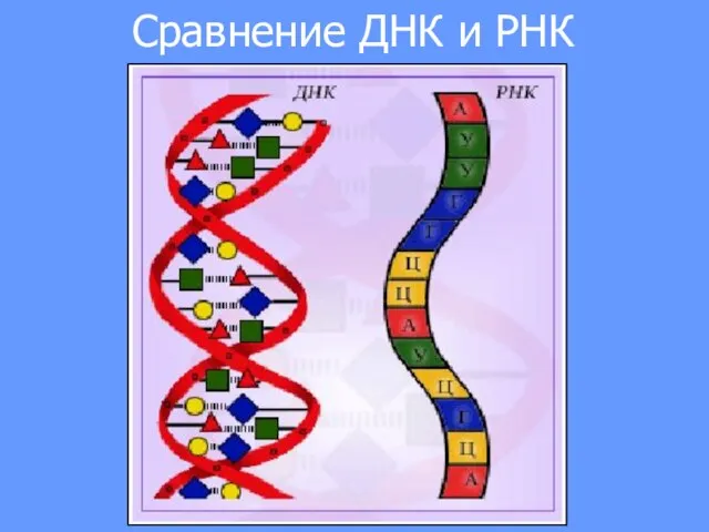 Сравнение ДНК и РНК