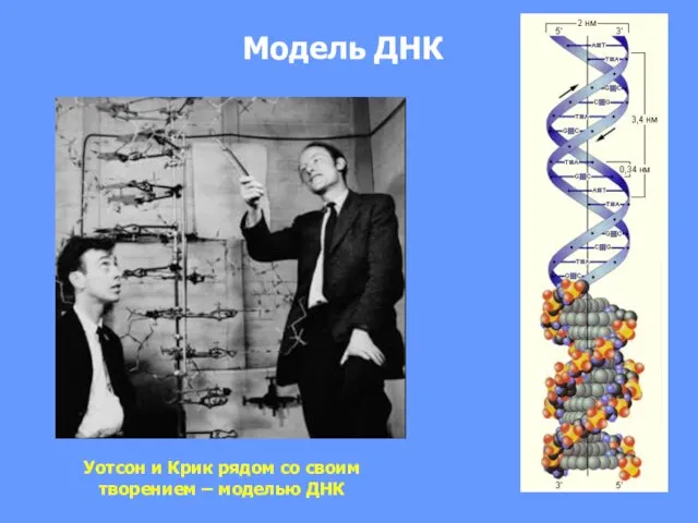 Модель ДНК Уотсон и Крик рядом со своим творением – моделью ДНК