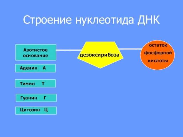 Строение нуклеотида ДНК Азотистое основание дезоксирибоза остаток фосфорной кислоты Аденин А Гуанин