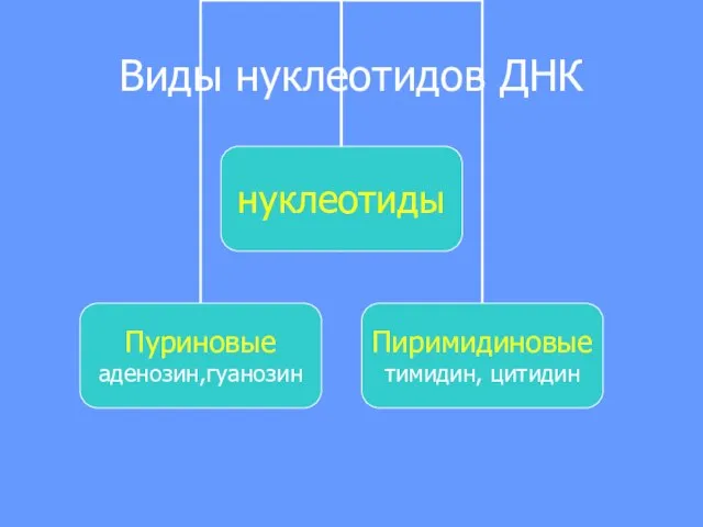 Виды нуклеотидов ДНК