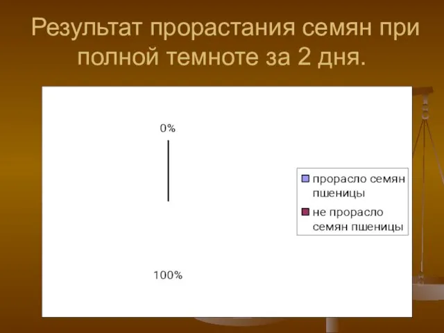 Результат прорастания семян при полной темноте за 2 дня.