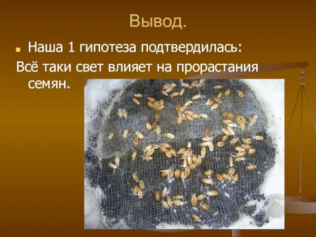 Вывод. Наша 1 гипотеза подтвердилась: Всё таки свет влияет на прорастания семян.