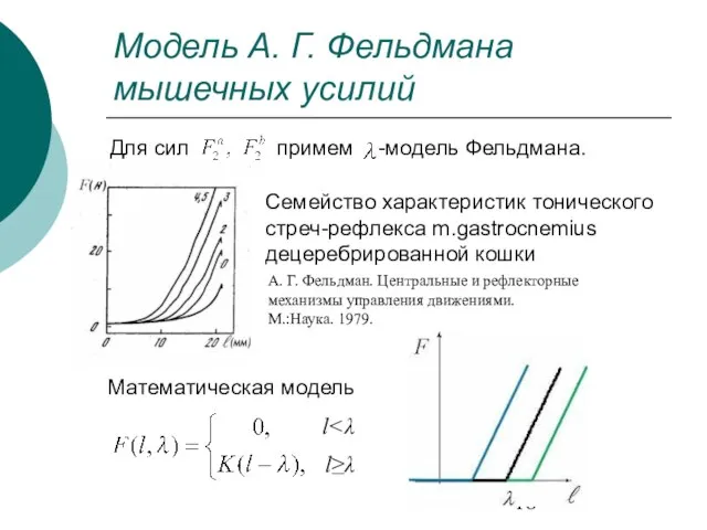 Модель А. Г. Фельдмана мышечных усилий l l≥λ Математическая модель Семейство характеристик