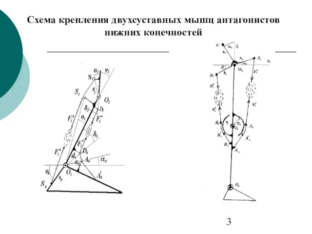 Схема крепления двухсуставных мышц антагонистов нижних конечностей