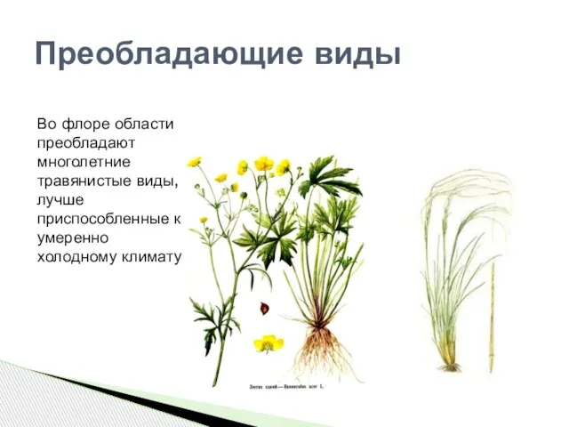 Во флоре области преобладают многолетние травянистые виды, лучше приспособленные к умеренно холодному климату Преобладающие виды