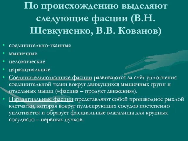 По происхождению выделяют следующие фасции (В.Н. Шевкуненко, В.В. Кованов) соединительно-тканные мышечные целомические