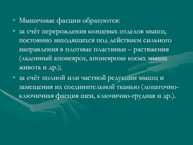 Мышечные фасции образуются: за счёт перерождения концевых отделов мышц, постоянно находящихся под