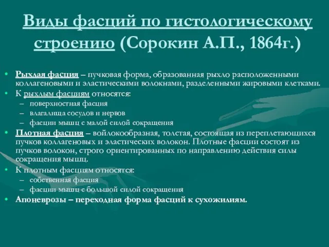 Виды фасций по гистологическому строению (Сорокин А.П., 1864г.) Рыхлая фасция – пучковая