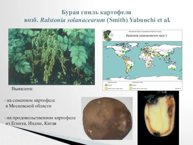 Бурая гниль картофеля возб. Ralstonia solanacearum (Smith) Yabuuchi et al. Выявлена: на