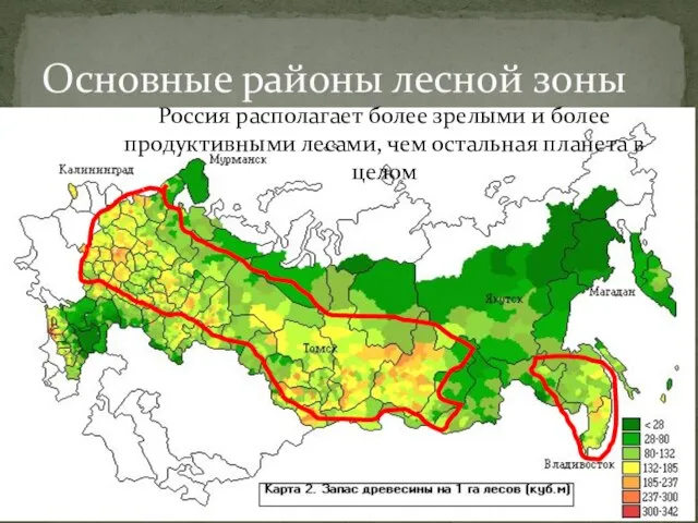 Основные районы лесной зоны Россия располагает более зрелыми и более продуктивными лесами,