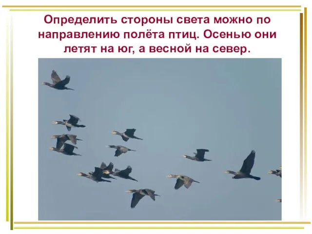 Определить стороны света можно по направлению полёта птиц. Осенью они летят на