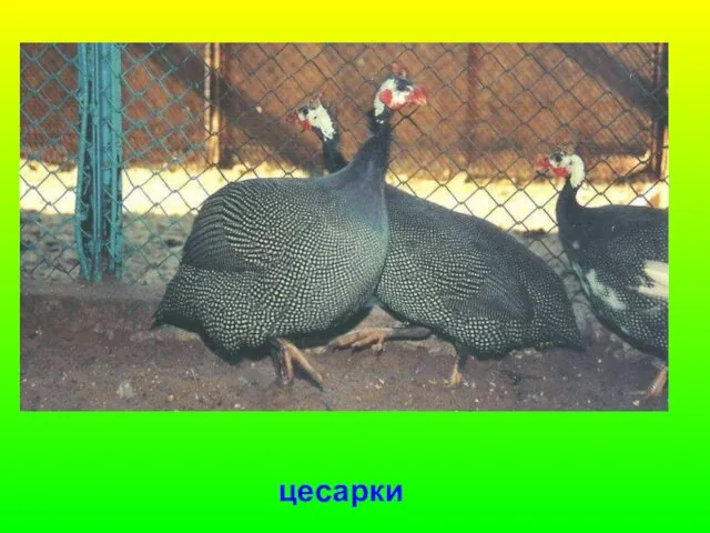 цесарки