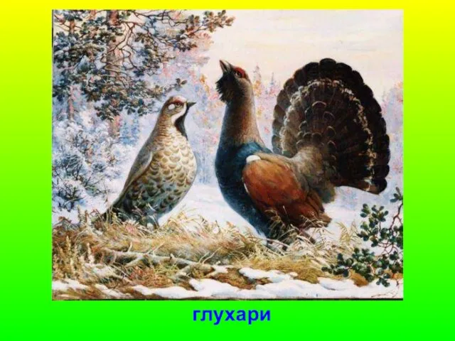 глухари