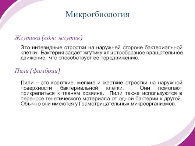 Жгутики (ед.ч: жгутик) Это нитевидные отростки на наружней стороне бактериальной клетки. Бактерия