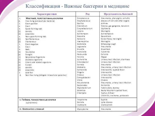 Классификация - Важные бактерии в медицине