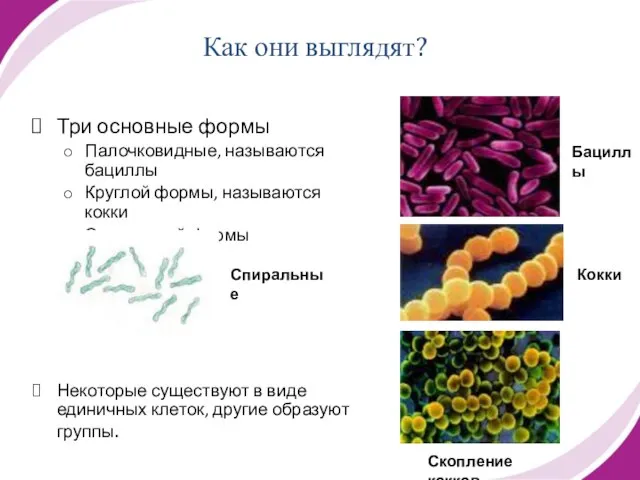 Как они выглядят? Три основные формы Палочковидные, называются бациллы Круглой формы, называются