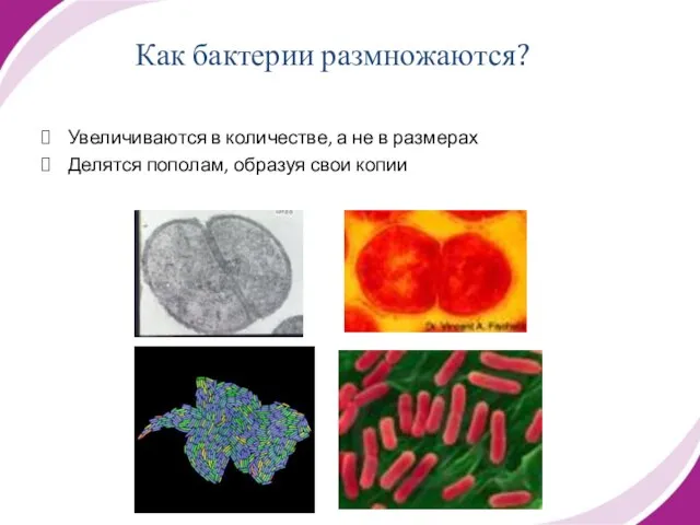 Как бактерии размножаются? Увеличиваются в количестве, а не в размерах Делятся пополам, образуя свои копии