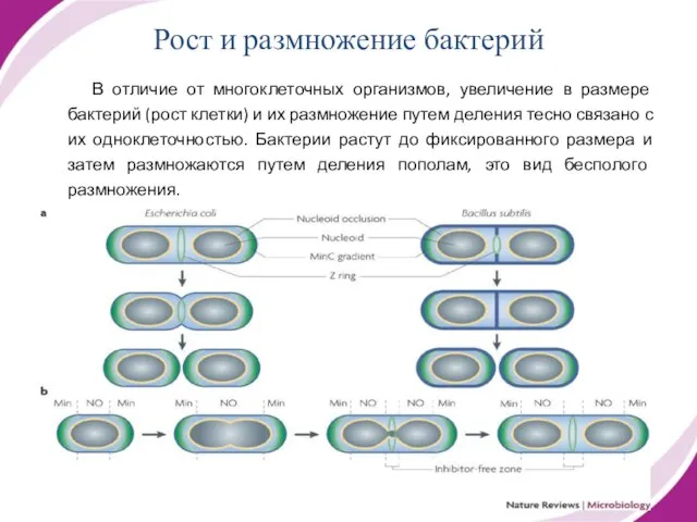 Рост и размножение бактерий В отличие от многоклеточных организмов, увеличение в размере