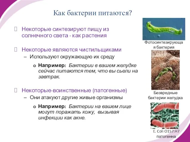 Как бактерии питаются? Некоторые синтезируют пищу из солнечного света - как растения