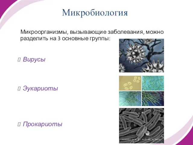 Микроорганизмы, вызывающие заболевания, можно разделить на 3 основные группы: Вирусы Эукариоты Прокариоты Микробиология