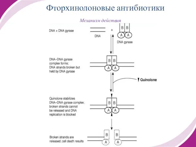 Механизм действия Фторхинолоновые антибиотики