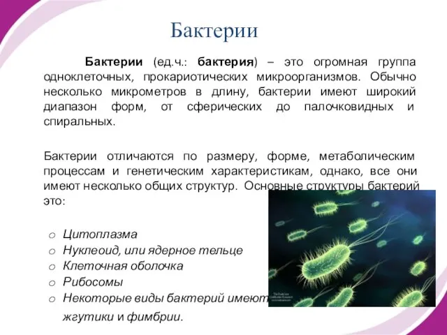 Бактерии Бактерии (ед.ч.: бактерия) – это огромная группа одноклеточных, прокариотических микроорганизмов. Обычно