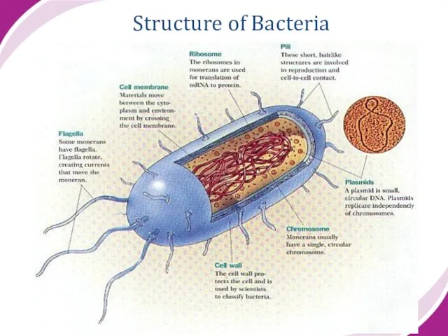 Structure of Bacteria