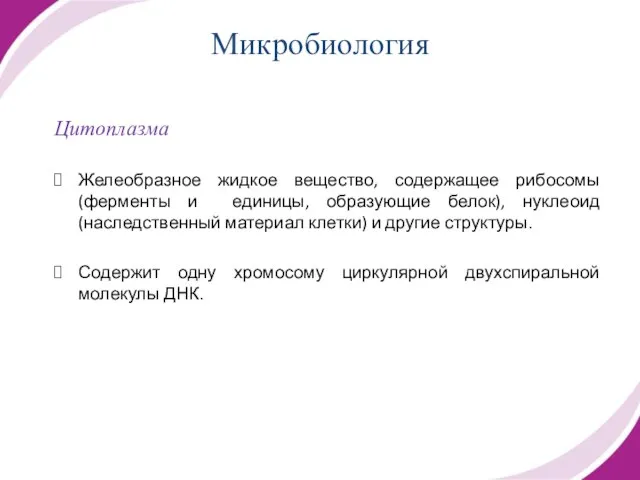 Цитоплазма Желеобразное жидкое вещество, содержащее рибосомы (ферменты и единицы, образующие белок), нуклеоид