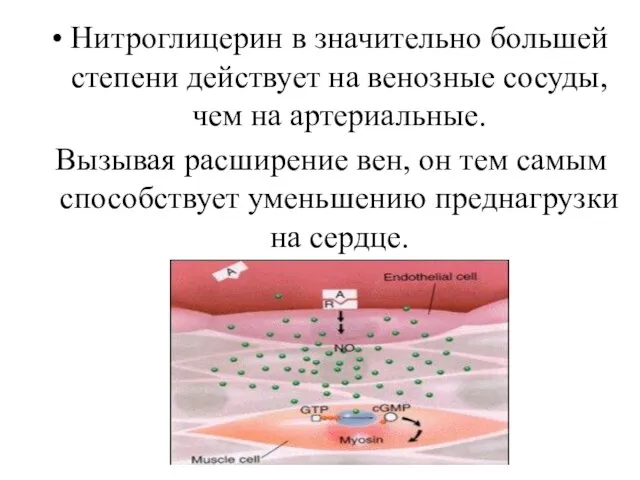 Нитроглицерин в значительно большей степени действует на венозные сосуды, чем на артериальные.