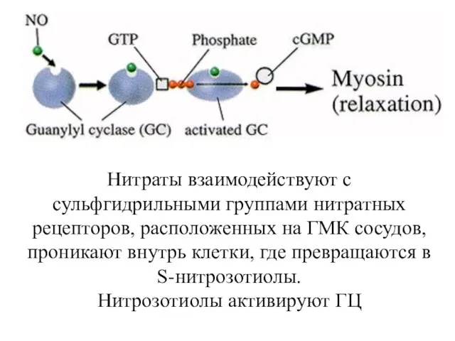 Нитраты взаимодействуют с сульфгидрильными группами нитратных рецепторов, расположенных на ГМК сосудов, проникают