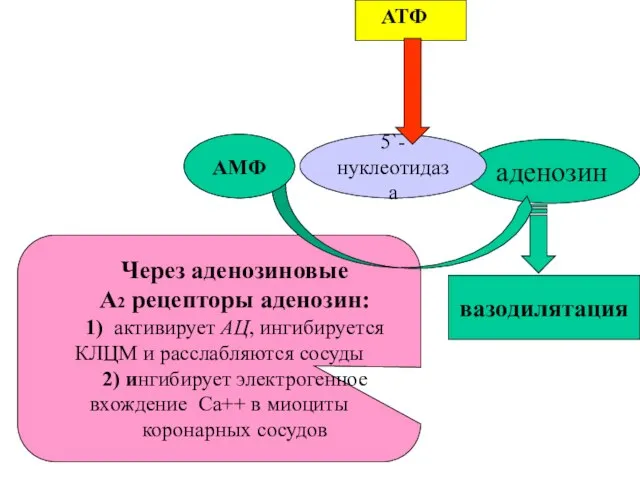 вазодилятация аденозин АТФ 5`-нуклеотидаза Через аденозиновые А2 рецепторы аденозин: 1) активирует АЦ,