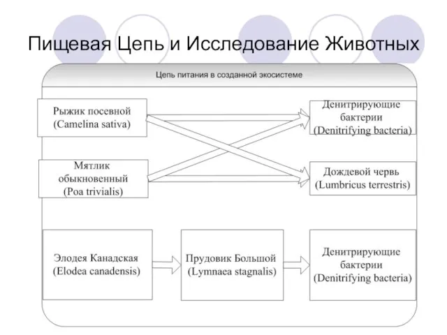 Пищевая Цепь и Исследование Животных