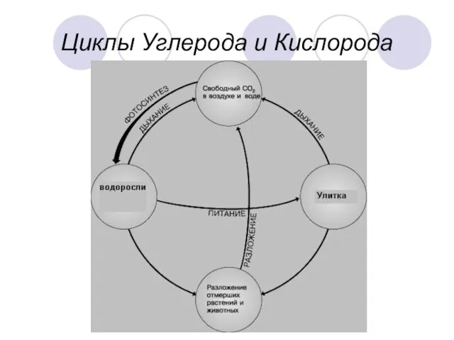 Циклы Углерода и Кислорода