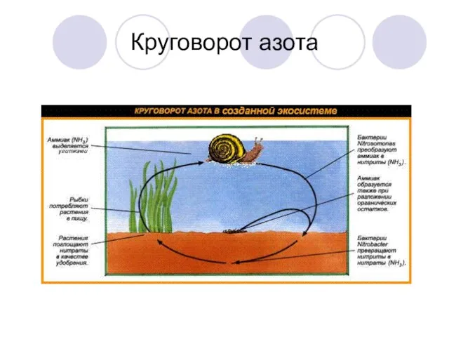 Круговорот азота