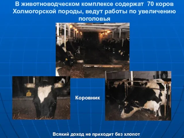 В животноводческом комплексе содержат 70 коров Холмогорской породы, ведут работы по увеличению