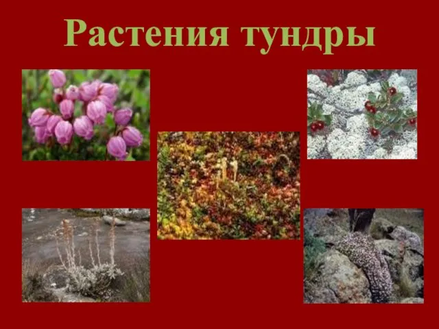 Растения тундры