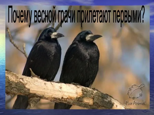 Почему весной грачи прилетают первыми? Почему весной грачи прилетают первыми? Почему весной грачи прилетают первыми?