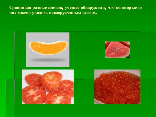 Сравнивая разные клетки, ученые обнаружили, что некоторые из них можно увидеть невооруженным глазом.