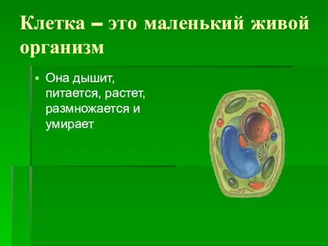 Клетка – это маленький живой организм Она дышит, питается, растет, размножается и умирает