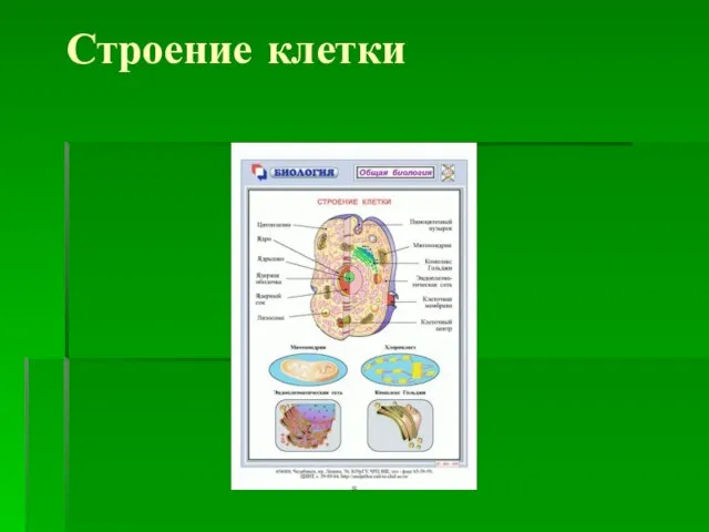 Строение клетки
