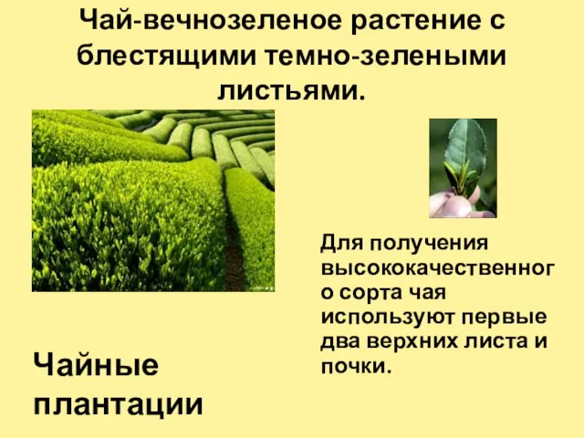 Чай-вечнозеленое растение с блестящими темно-зелеными листьями. Чайные плантации Для получения высококачественного сорта