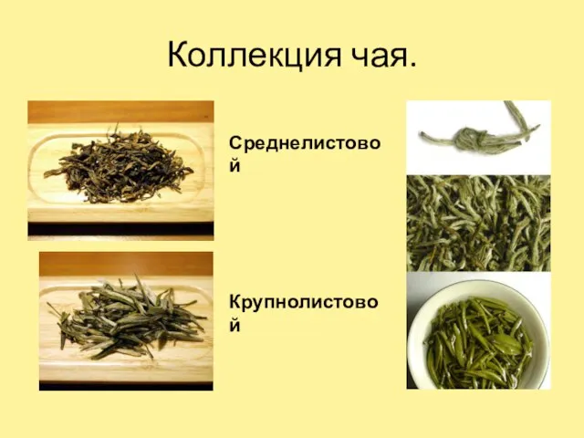 Коллекция чая. Среднелистовой Крупнолистовой