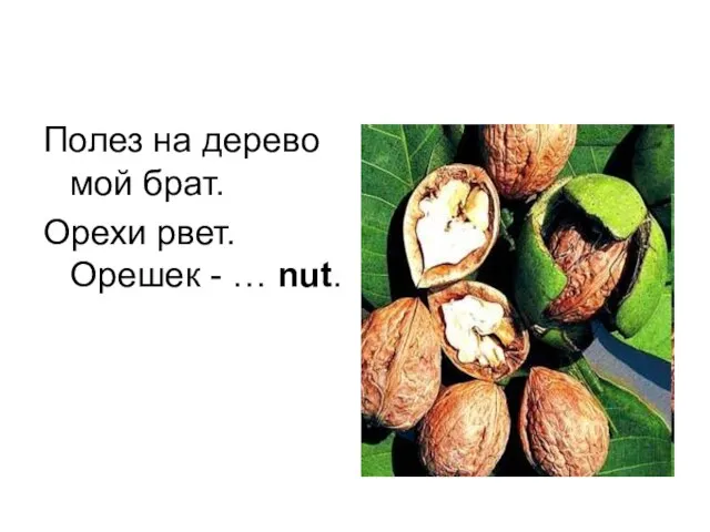 Полез на дерево мой брат. Орехи рвет. Орешек - … nut.