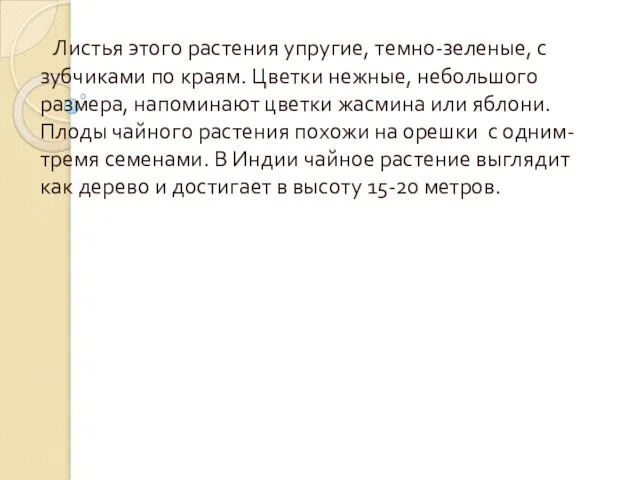 Листья этого растения упругие, темно-зеленые, с зубчиками по краям. Цветки нежные, небольшого