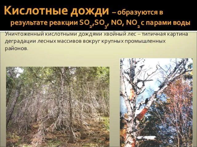 Уничтоженный кислотными дождями хвойный лес – типичная картина деградации лесных массивов вокруг