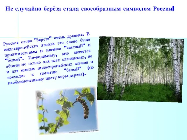 Не случайно берёза стала своеобразным символом России! Русское слово "береза" очень древнее.