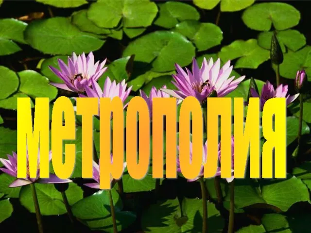 метрополия