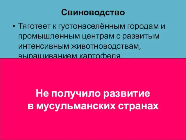 Свиноводство Тяготеет к густонаселённым городам и промышленным центрам с развитым интенсивным животноводствам,