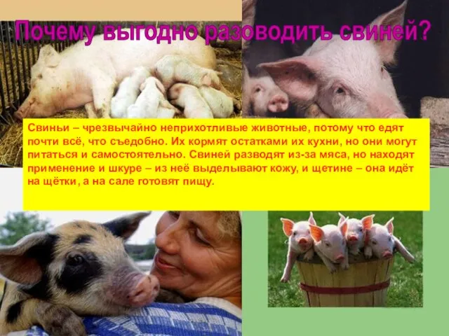Свиньи – чрезвычайно неприхотливые животные, потому что едят почти всё, что съедобно.